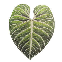 Monstera Deliciosa Leaf Leather Cup Mat for Table-Friday