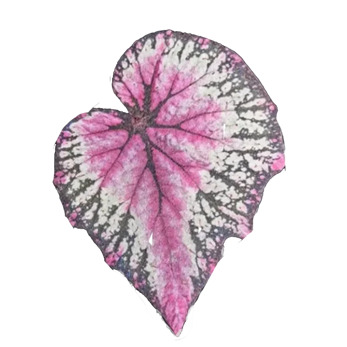 Monstera Deliciosa Leaf Leather Cup Mat for Table-Saturday