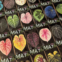 Monstera Deliciosa Leaf Leather Cup Mat for Table-Sunday